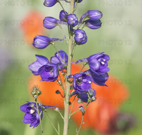 Larkspur