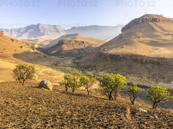 Burned down grassland and green trees