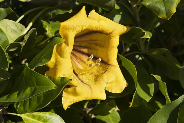 Yellow flower