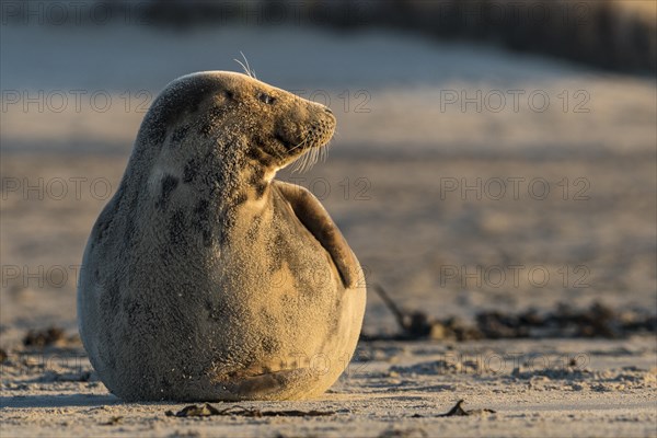 Gray Seal