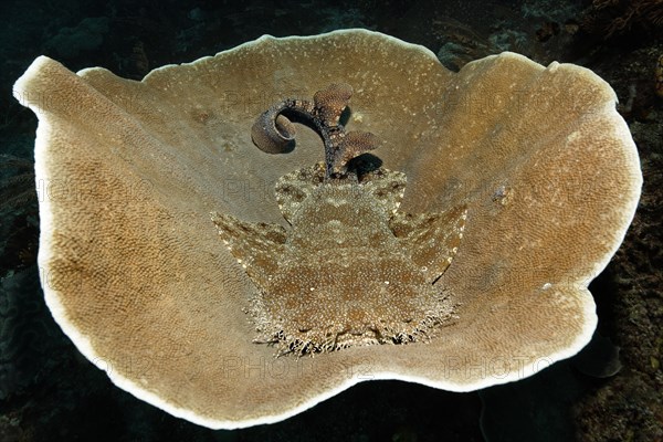 Tasselled wobbegong