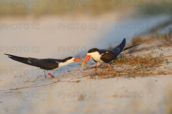 African skimmer