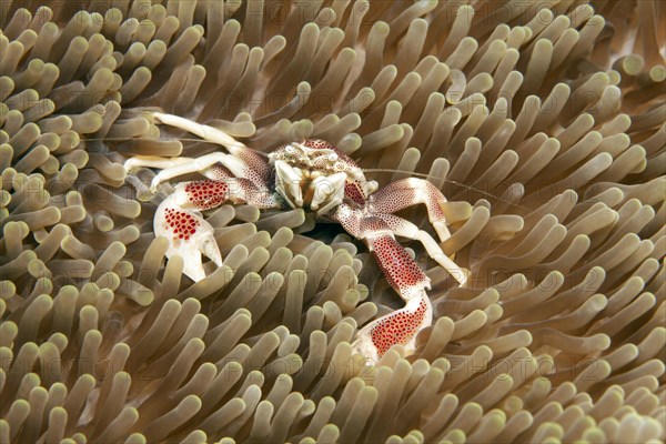 Porcelain crab