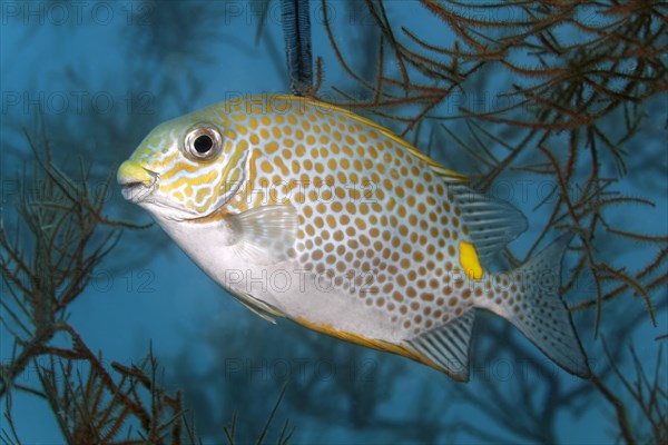 Orange-spotted spinefoot