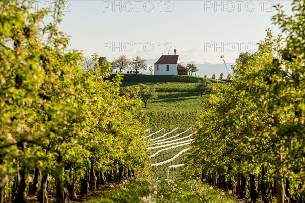 Apple plantation