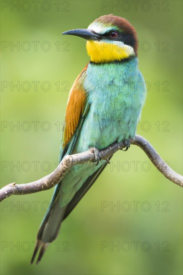 European bee-eater