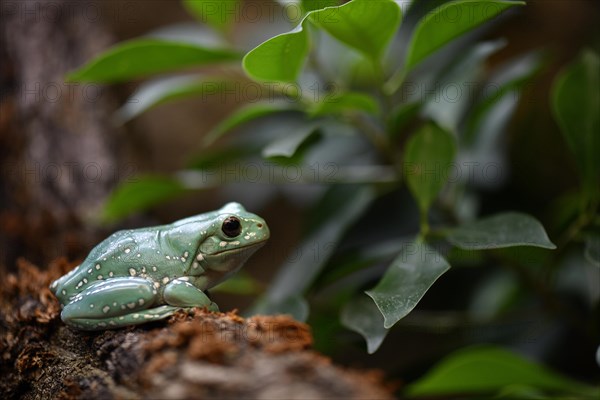 Leaf frog