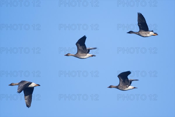 Bean Geese