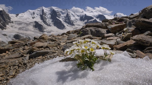 Glacier crowfoot