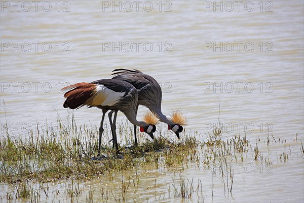 Gray-necked crown crane