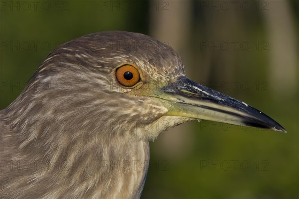 Black-crowned Night Heron