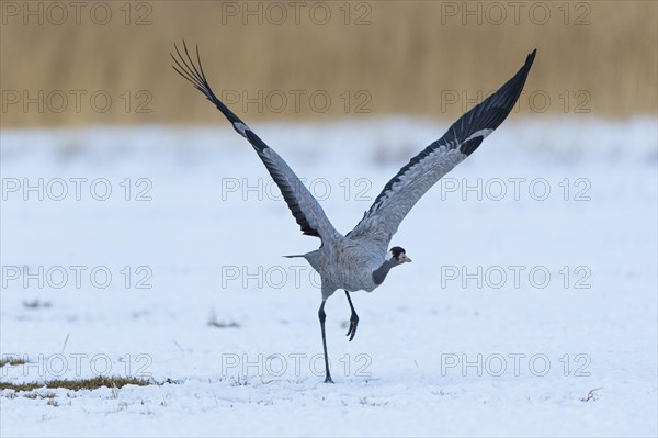Common or Eurasian crane