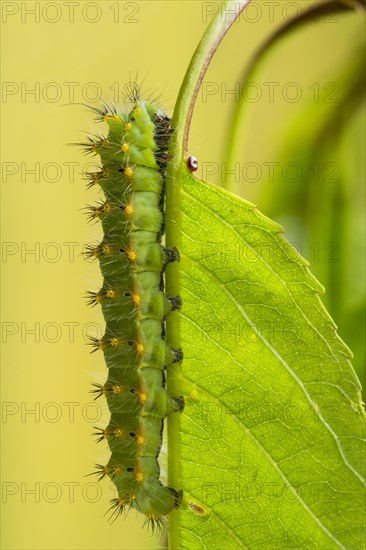 Emperor moth