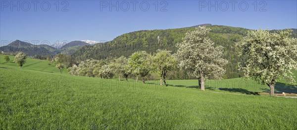 Row of flowering pear trees