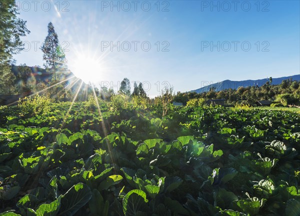 Sun shining on a cabbage field