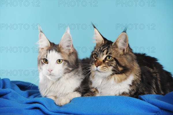 Maine Coon