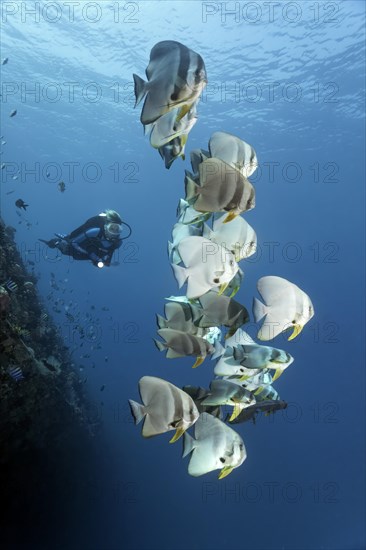 Divers observe group of longfin batfish