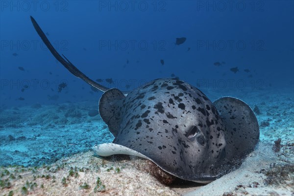 Black-blotched stingray