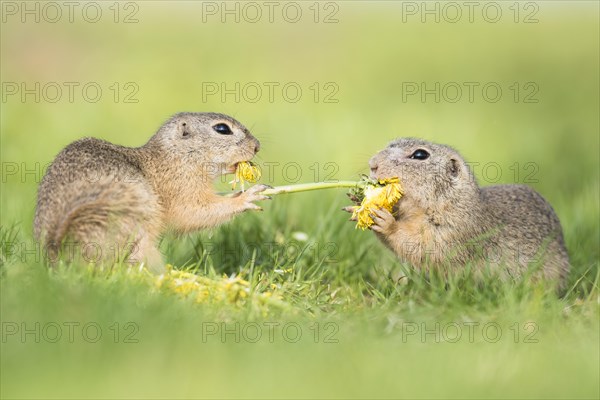 Ground squirrels