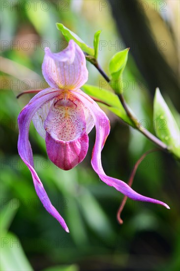 Pink Orchid