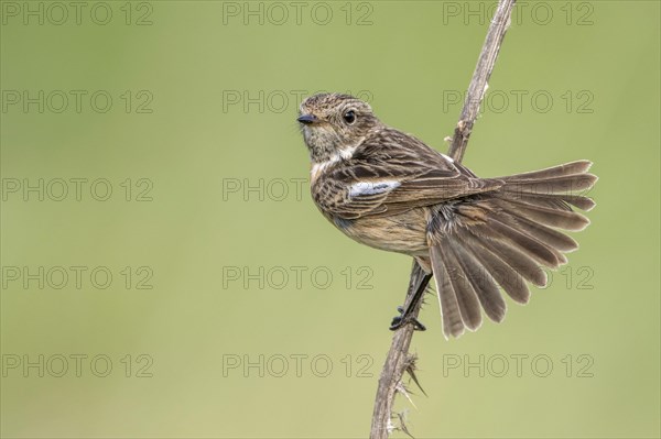 African stonechat