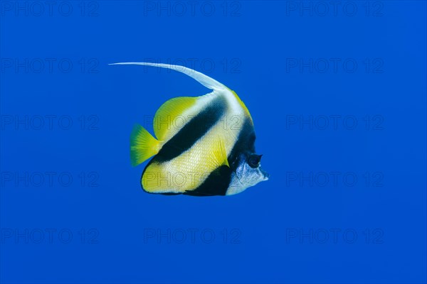 Pennant coralfish