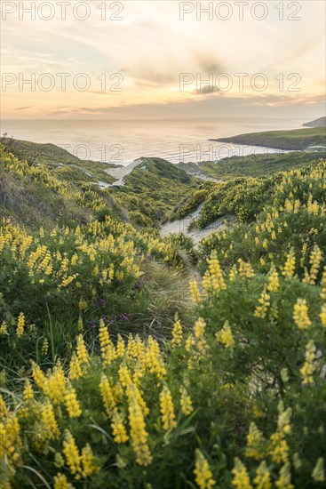 Blooming yellow lupine