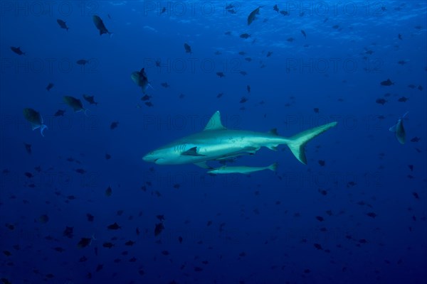 Grey reef shark