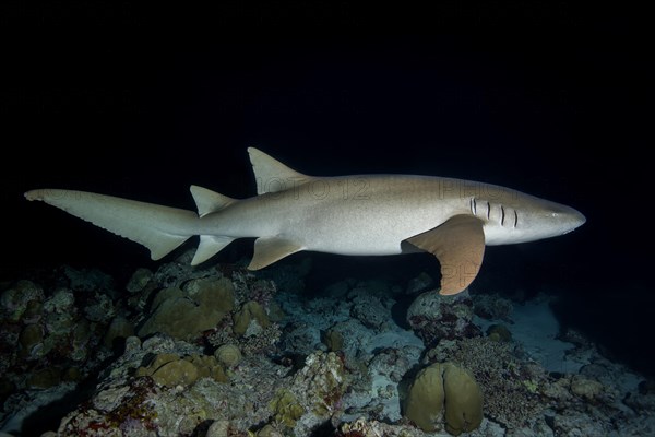 Tawny nurse shark