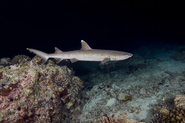 Whitetip reef shark