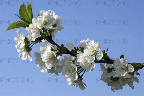 Cherry blossoms