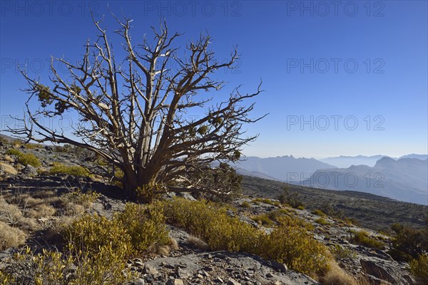 Ancient juniper tree on Jabal Shams plateau