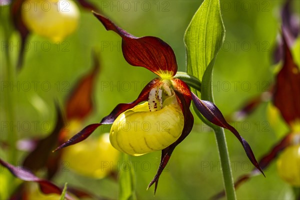 Yellow lady's slipper orchid