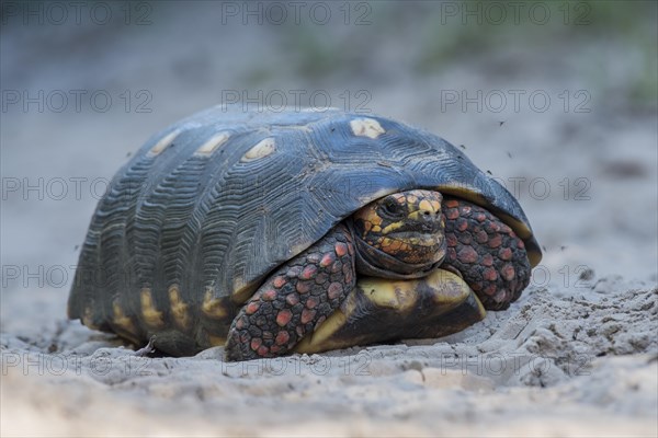 Red-footed tortoise