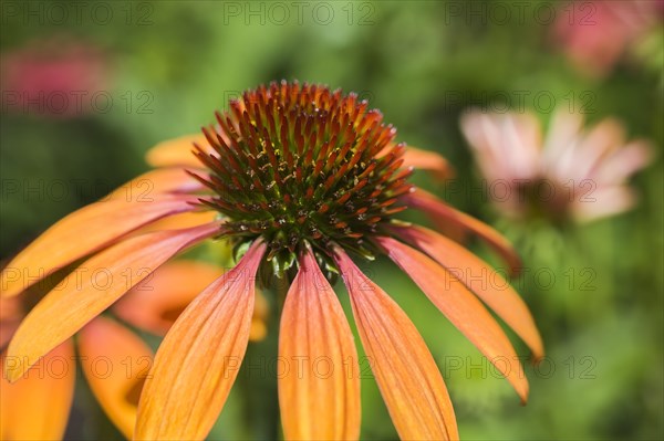 Orange Echinacea