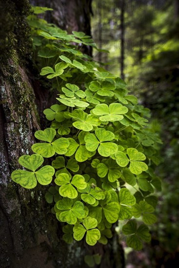 Wood sorrel