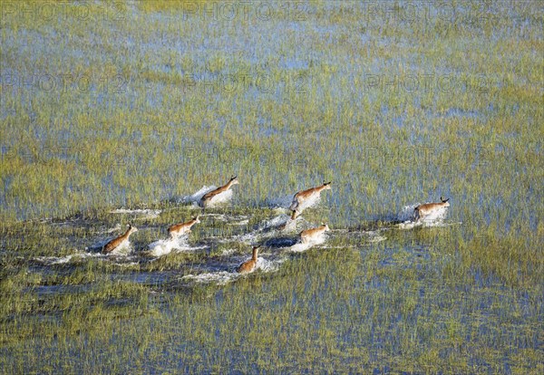 Red Lechwe