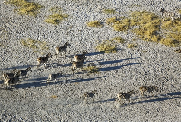 Burchell's Zebra