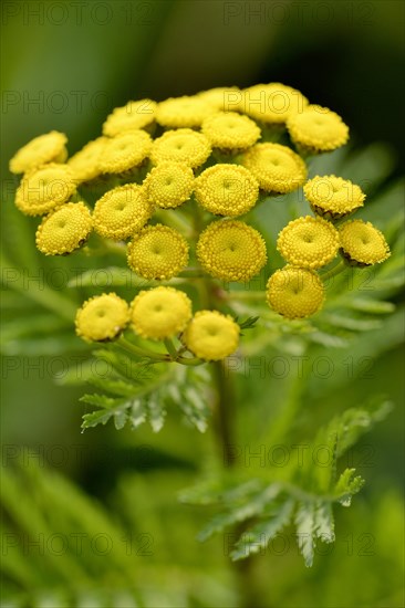 Tansy