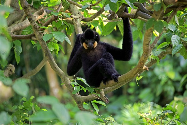 Yellow-cheeked gibbon