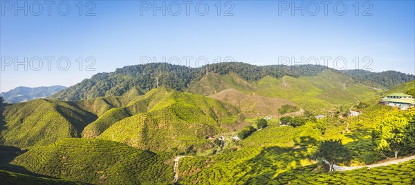 Valley with tea plantations