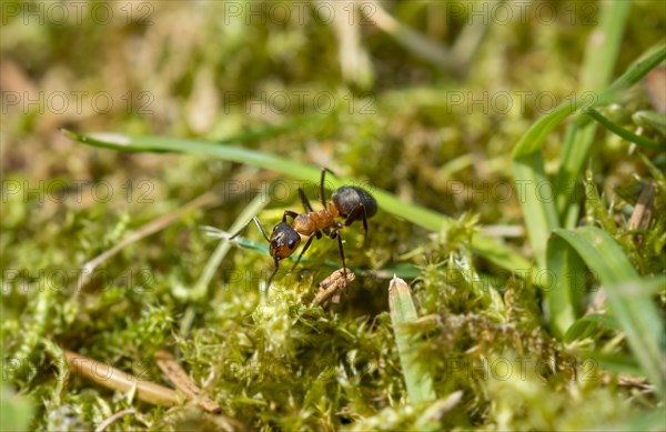 Red Wood Ant