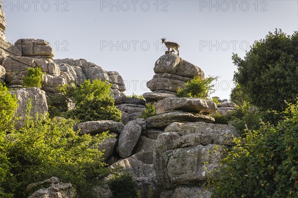 Iberian Alpine Ibex