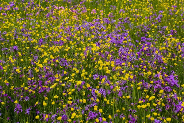 Sea of blossoms