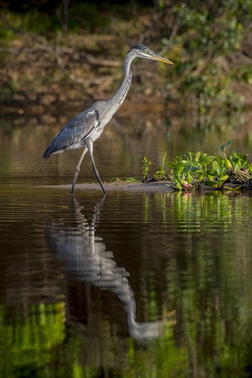 Cocoi heron