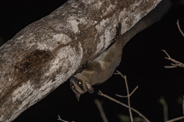 Pale fork-marked lemur