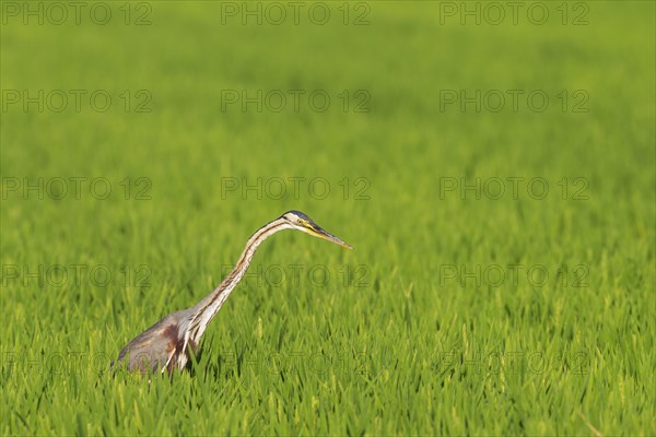 Purple Heron