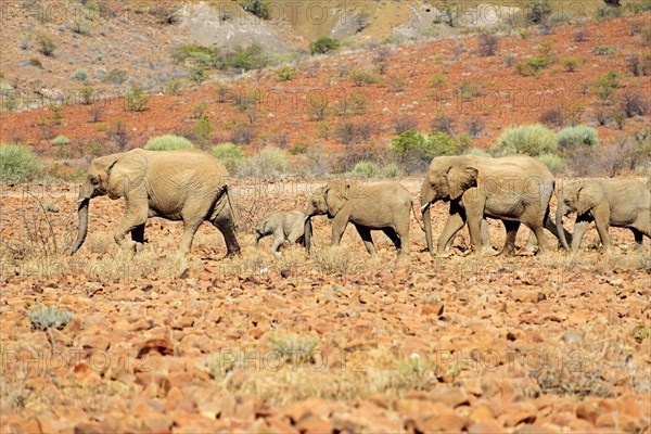African desert elephants
