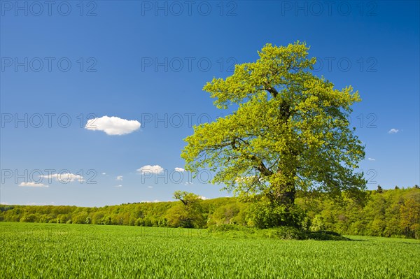 Solitary old oak