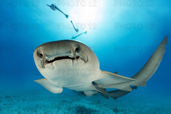 Nurse shark